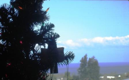 Christmas Tree Hilo Hawaii